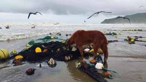 Fishing-net-washed-ashore-with-dead-fish,-scavenging-dog,-and-seabirds