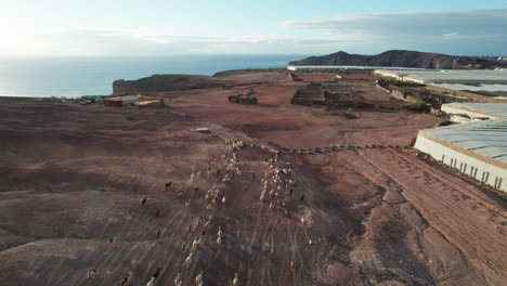 Aerial-view-of-a-flock-of-sheep-and-goats-that-run-through-a-desert-area,-raising-dirt