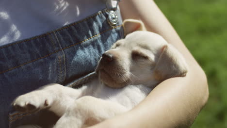 vista cercana del cachorro labrador durmiendo en los brazos de una mujer caucásica en el parque