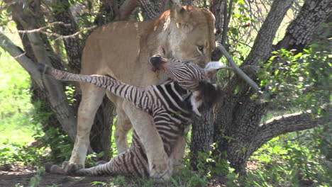 Leonas-Atrapando-Un-Potro-De-Cebra-En-La-Naturaleza