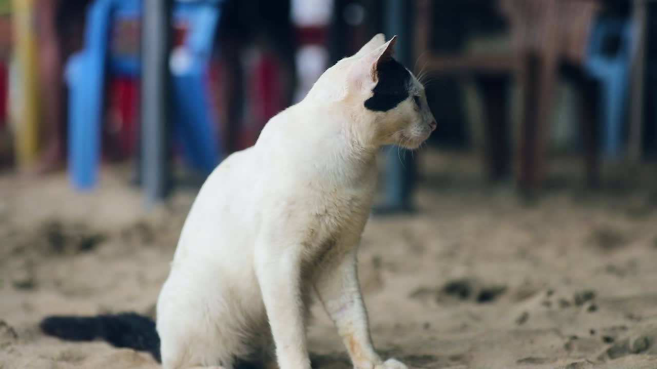 Gatto bianco e nero seduto sulla sabbia, che guarda in camera e muove le orecchie