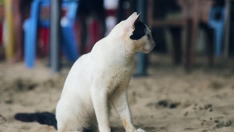 white and black cat sitting on sand, looking in camera and moving ears