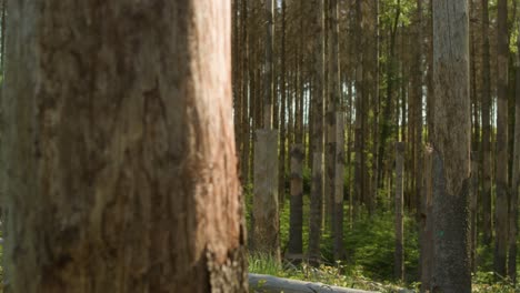 damged dead dry spruce trunk with forest hit by bark beetle in czech countryside in the background