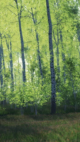panorama del bosque de abedul con luz solar