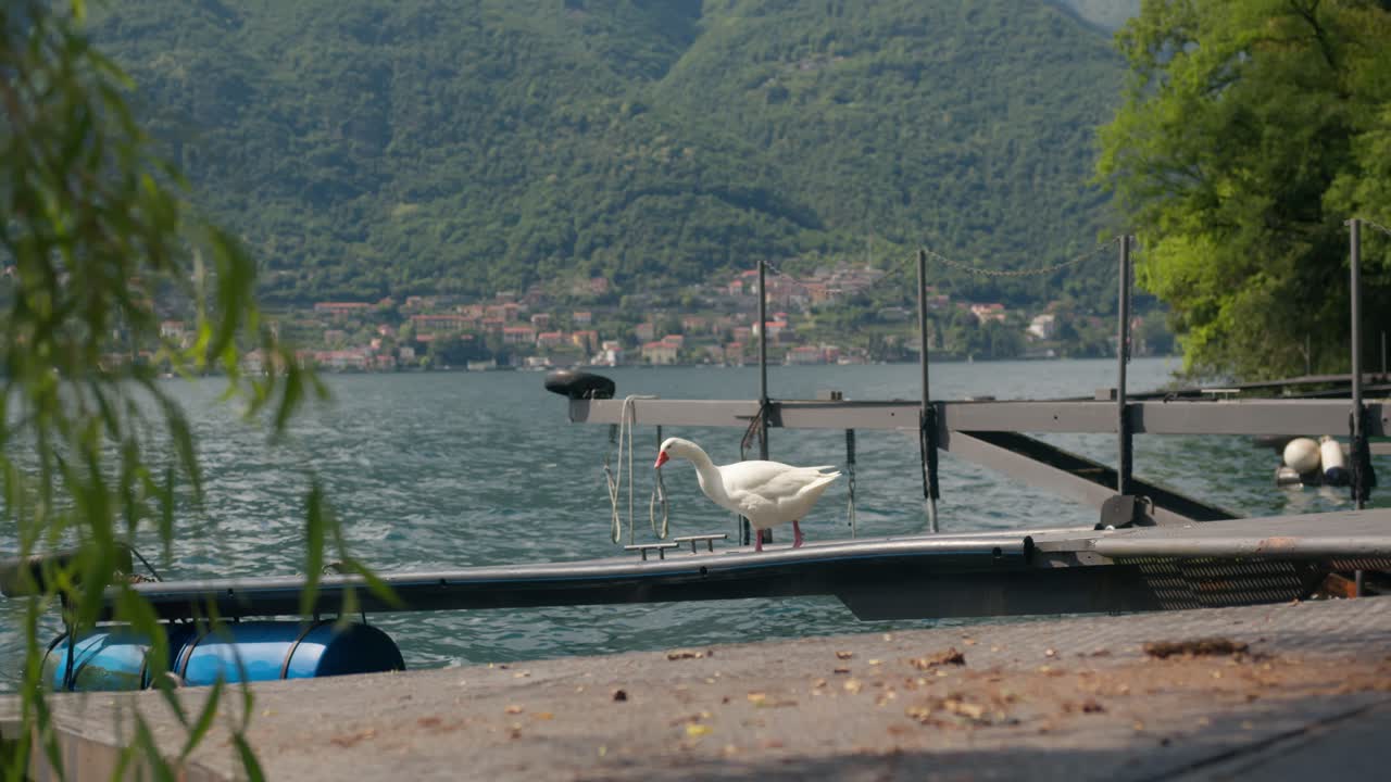 Goose tries to balance while walking on floating dock at Lake Como, Italy (Lago di Como, Italia), wide scenic view