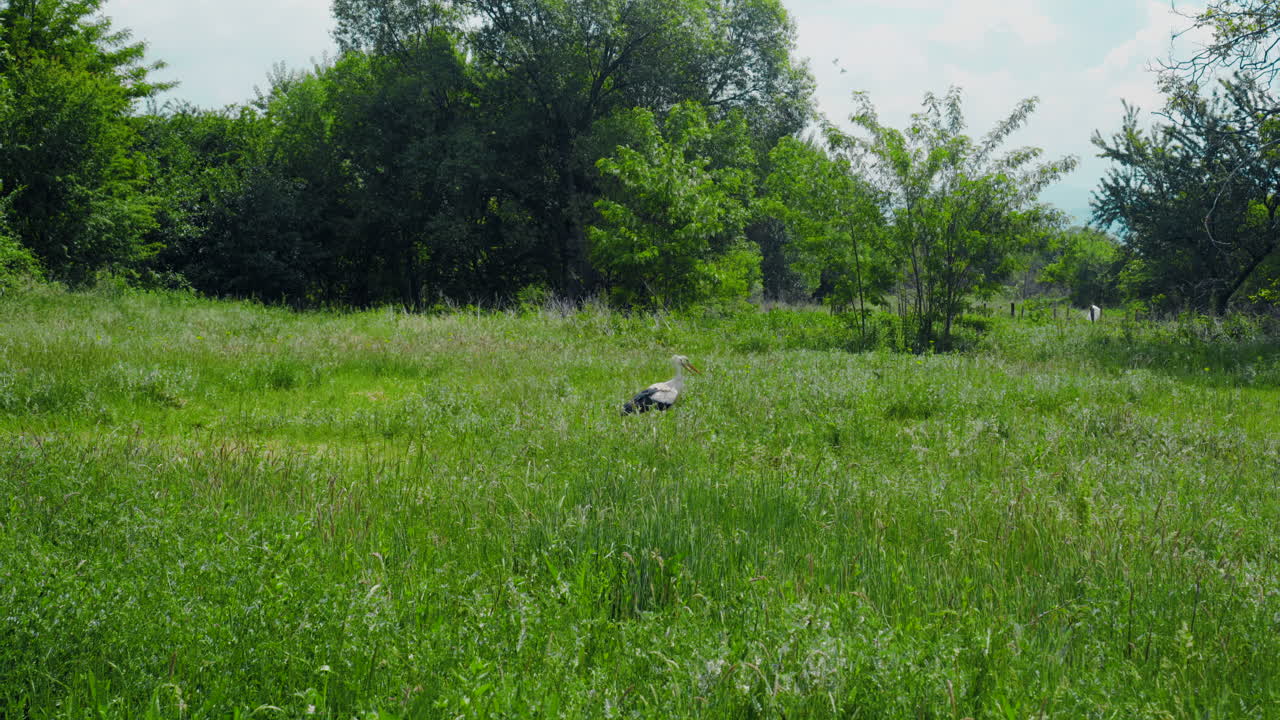 잔디가 있는 푸른 들판을 걷고 있는 황새