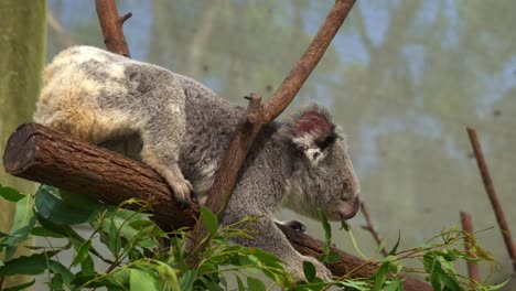 澳洲原住民的袋類動物,可愛的考拉,phascolarctos cinereus,在樹的叉子上<unk>著<unk>樹葉,在懶惰和有趣的姿勢中,野生動物保護區