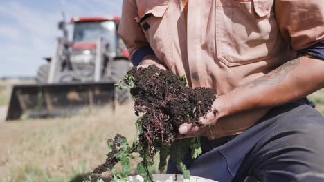 farmer holding compost dirt with vegetable food waste, red wiggler worms vermicompost