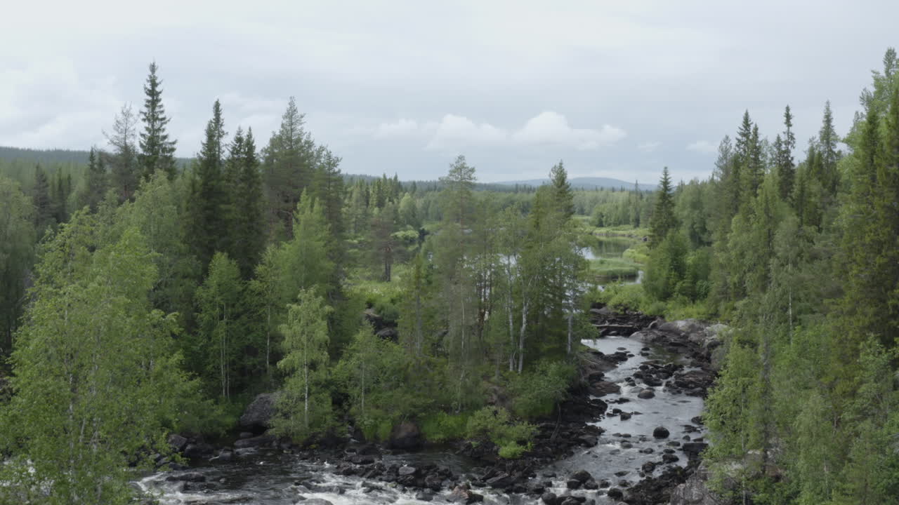 아름다운 울창한 숲 풍경과 민물 호수 강 위로 날아가는 4k 드론 샷