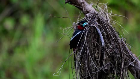 encaramado en el nido cuidando sus huevos que están a punto de eclosionar, pico ancho negro y rojo, cymbirhynchus macrorhynchos, parque nacional kaeng krachan, tailandia