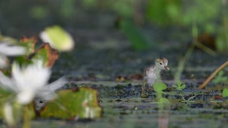 chicks of pheasant tailed jacana feeding on floating leaf in morning