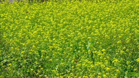 un campo amarillo brillante de plantas de mostaza acercándose al momento de la cosecha