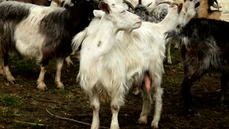 funny goat on the farm. herd of goats on nature pasture. wildlife and ecology.