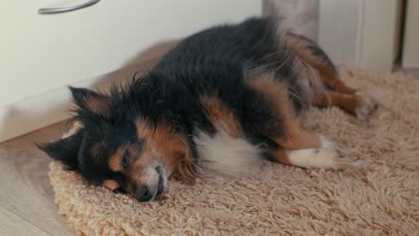 small dog sleeping on the carpet