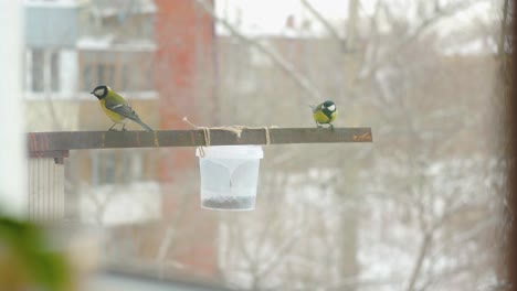 titmouse birds getting seeds from feeder one by one during winter in russia