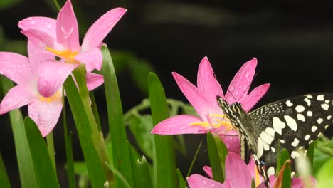 mariposa en flores encontrando comida