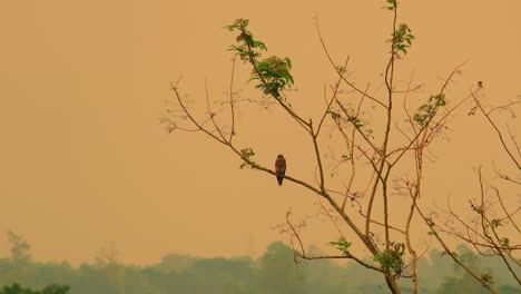 zooming shot of a lonely eagle resting on the branch of a naked tree in front of an orange evening sky above the rainforest canopy