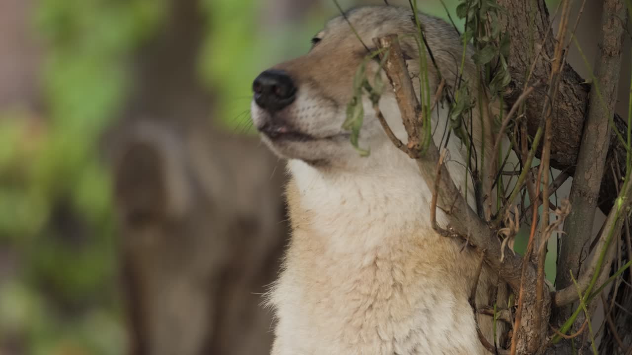 Lupo (Canis lupus), conosciuto anche come lupo grigio, è il più grande membro esistente della famiglia Canidae. I lupi sono il più grande membro selvatico della famiglia dei cani.
