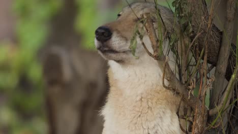 El-Lobo-(Canis-Lupus),-También-Conocido-Como-Lobo-Gris,-Es-El-Miembro-Más-Grande-De-La-Familia-Canidae.-Los-Lobos-Son-El-Miembro-Salvaje-Más-Grande-De-La-Familia-De-Los-Perros.