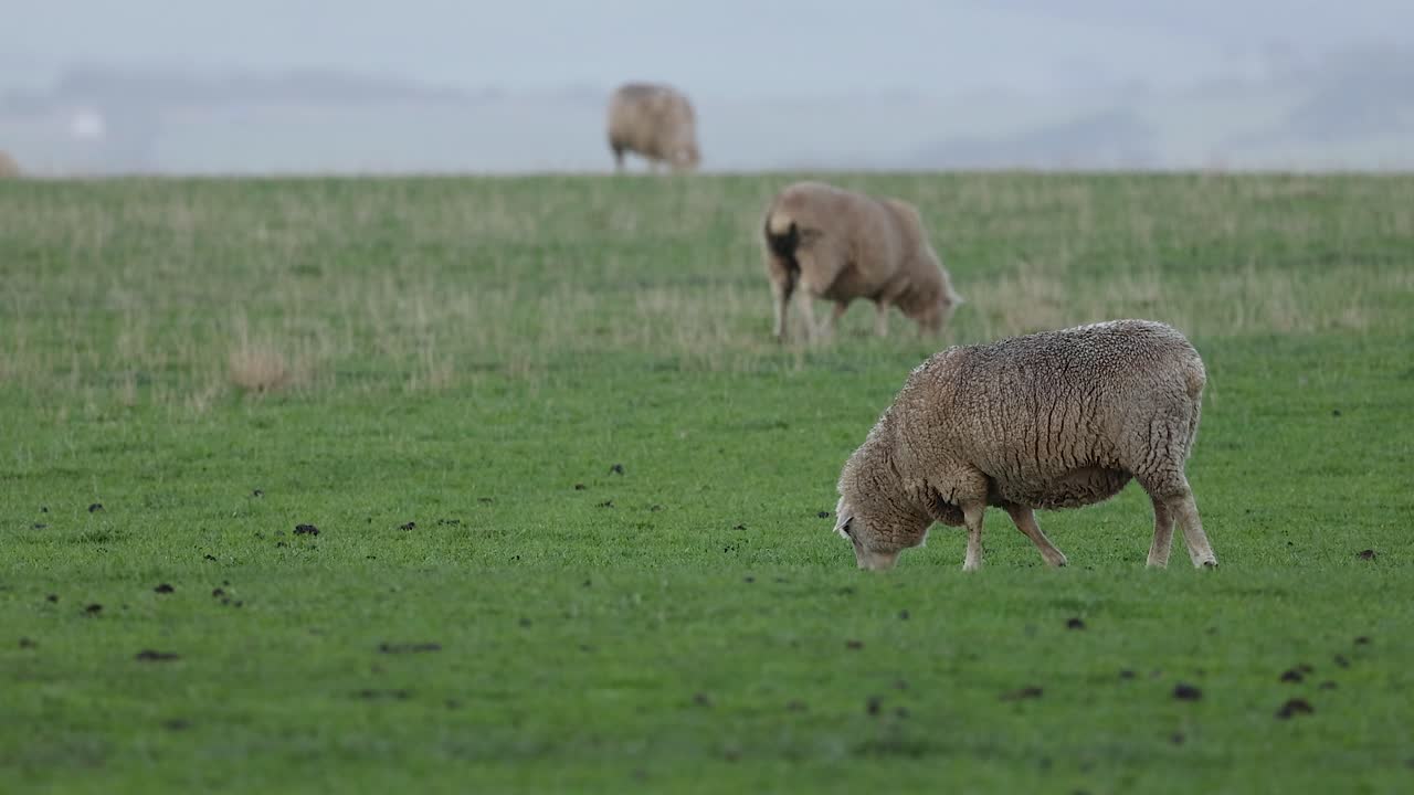 Pecore che mangiano erba in un campo