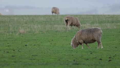 ovejas comiendo hierba en un campo