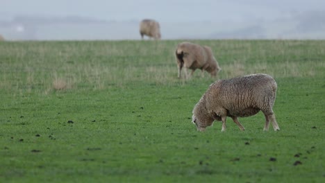 sheep eating grass in a field