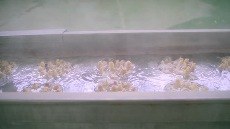 industrial boiling process of small food items