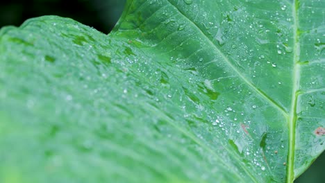 Raindrops land on vibrant rainforest leaf, macro view, natural daylight, gentle camera movement