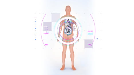 animation of digital interface over human body model