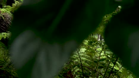 forest with ferns and hydrangeas