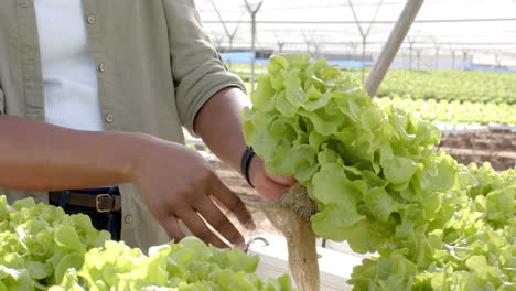 harvesting fresh lettuce, farmer working in greenhouse hydroponic farm