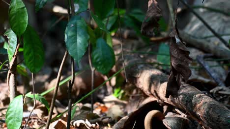 Forest-ground-carpeted-with-dead-leaves,-plants,-fallen-trees,-and-the-morning-sun-shining-through