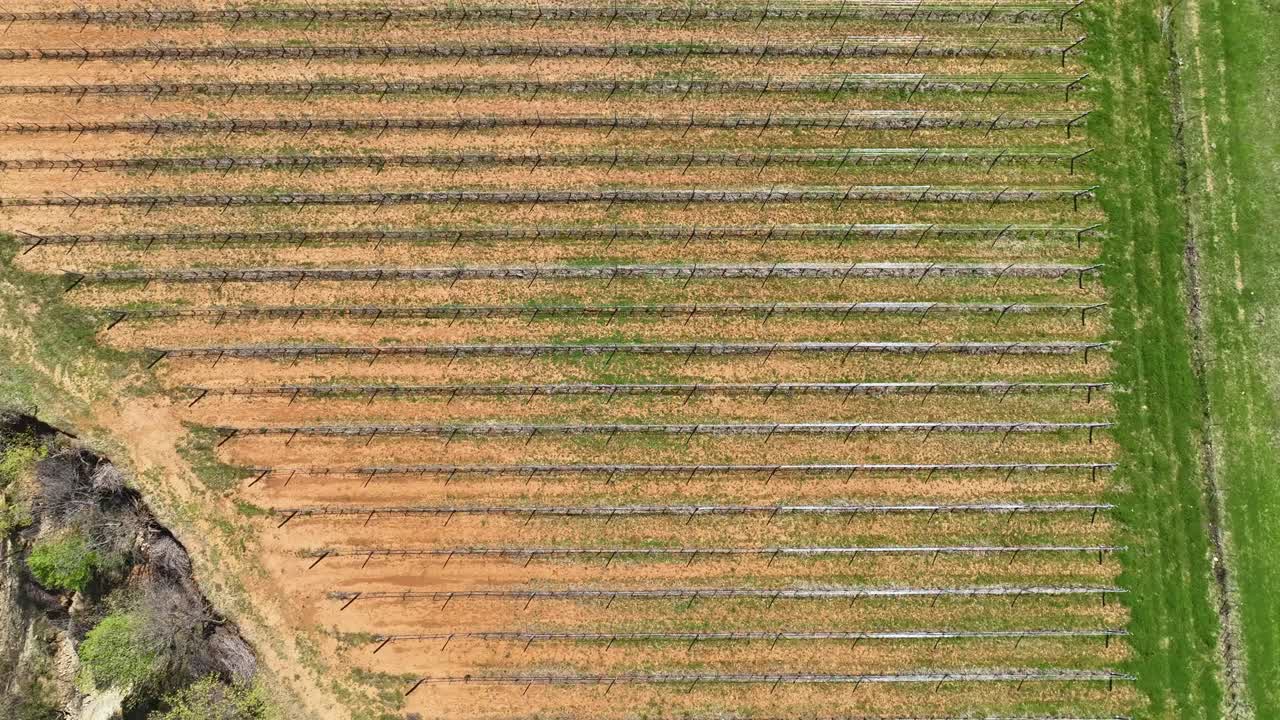 fotografía aérea de tierras de cultivo con nuevas filas de plantación