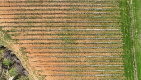 Fotografía-Cenital-De-Tierras-De-Cultivo-Con-Nuevas-Hileras-De-Plantaciones