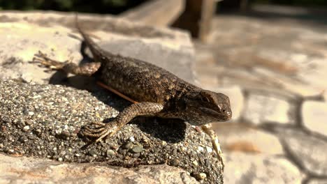 fence lizard up on a stone