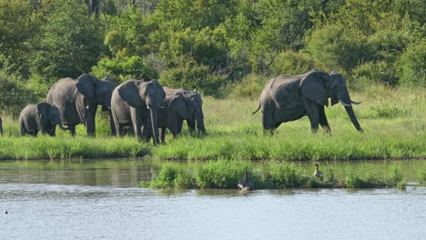 Eine-Herde-Afrikanischer-Elefanten,-Die-Am-Fluss-Des-Privaten-Wildreservats-Klaserie-In-Südafrika-Spazieren-Geht---Breit