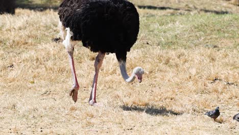 ostrich walking alongside small birds in zoo