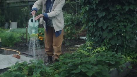 senior woman watering vegetable garden