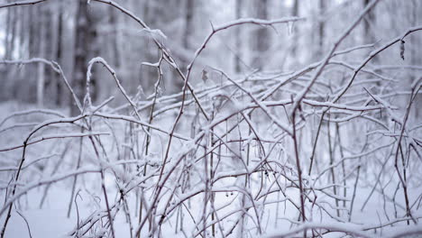 Ein-Verschneiter-Busch-An-Einem-Eiskalten-Tag-In-Einem-Weißen-Wald