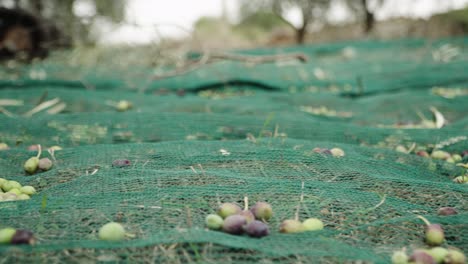 Aceitunas-Caídas-En-La-Red-Durante-La-Cosecha