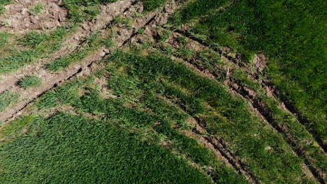 Aerial-view-of-green-rice-crops,-ready-to-farm