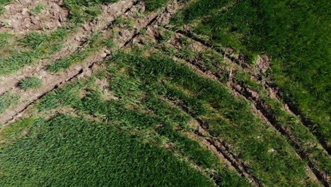 vista aérea de cultivos de arroz verde, listos para cultivar