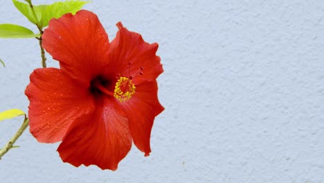 hibiscus flowers blooming on ropes beautiful flowers blooming in the subtropical zone of okinawa