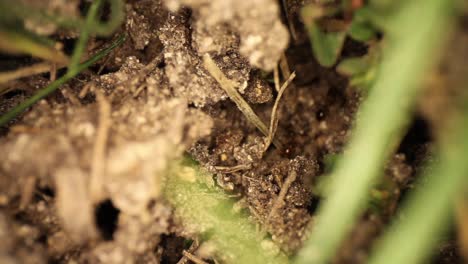 top down view of disturbed fire ant mound - ant coming out of a hole with some dirt, slowly panning up to show other ants moving around