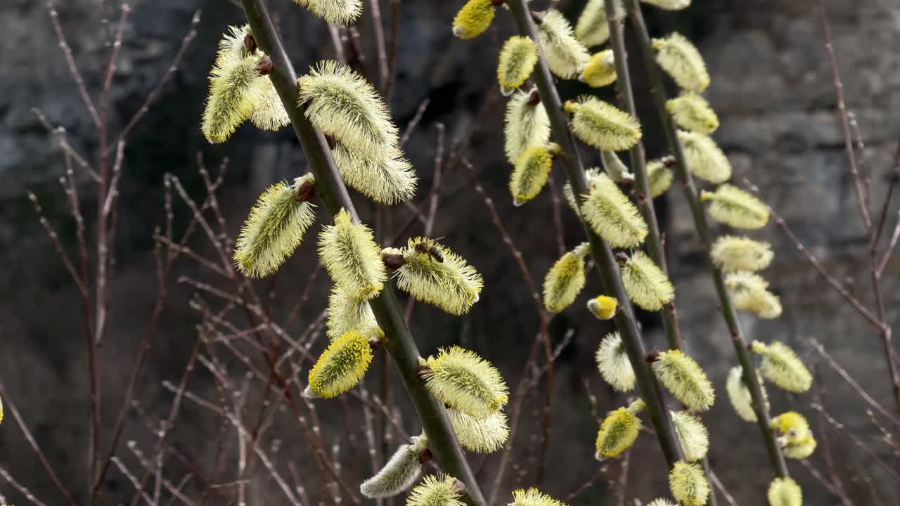 Catkin flowers goat willow Salix caprea tree plant in bloom up close insects
