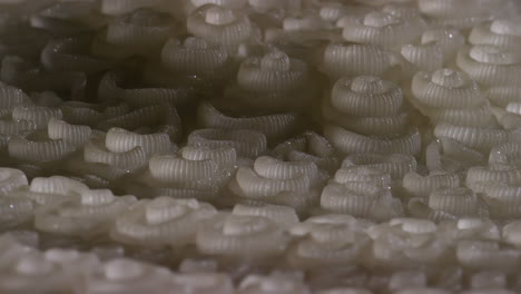 close-up of intricate white repeating structures