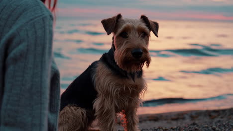 airedale terrier on a beach at sunset