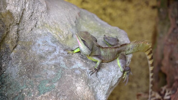En han kinesisk vanddrage eller Physignathus cocincinus, på en sten, bevæger hovedet op og ned ved Entopia, Penang Malaysia