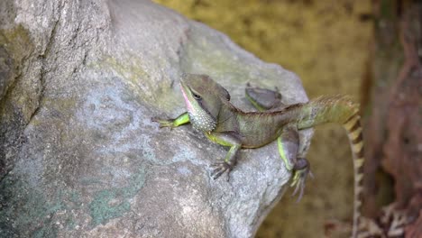 a male chinese water dragon or physignathus cocincinus, on a rock, moving his head up and down at entopia, penang malaysia