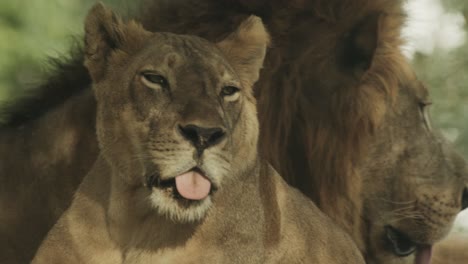 león hembra acostado al lado de un macho grande y protector